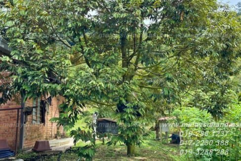 Web post - 25 acres Musang King Farm 1