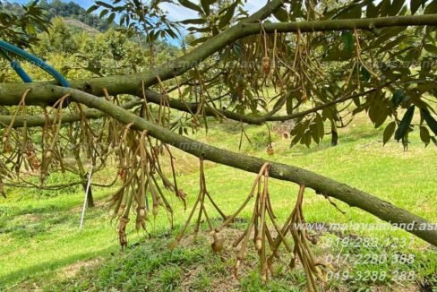Web post - 25 acres Musang King Farm 2