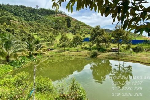 Web post - 25 acres Musang King Farm 3