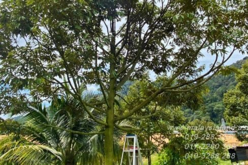 Web post - 25 acres Musang King Farm 4