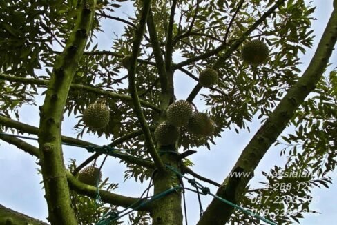 Web post - 25 acres Musang King Farm 5