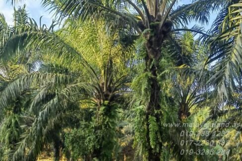 Webpost - Kulai 6.9 acres - 2