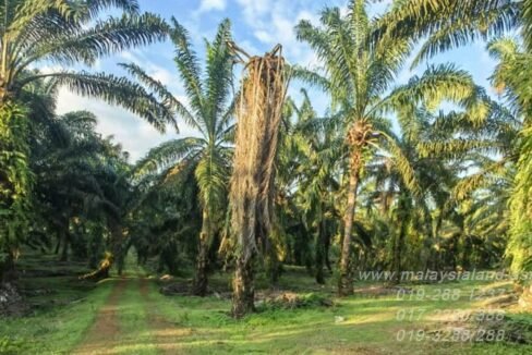 Webpost - Kulai 6.9 acres
