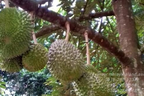 Webpost - Bentong 13 acres Musang King Durian Farm - 1