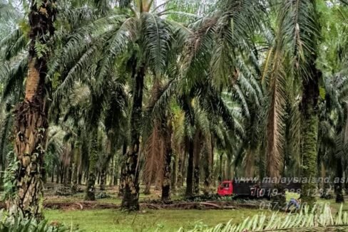 Webpost - Sungai Petani 80 acres 2
