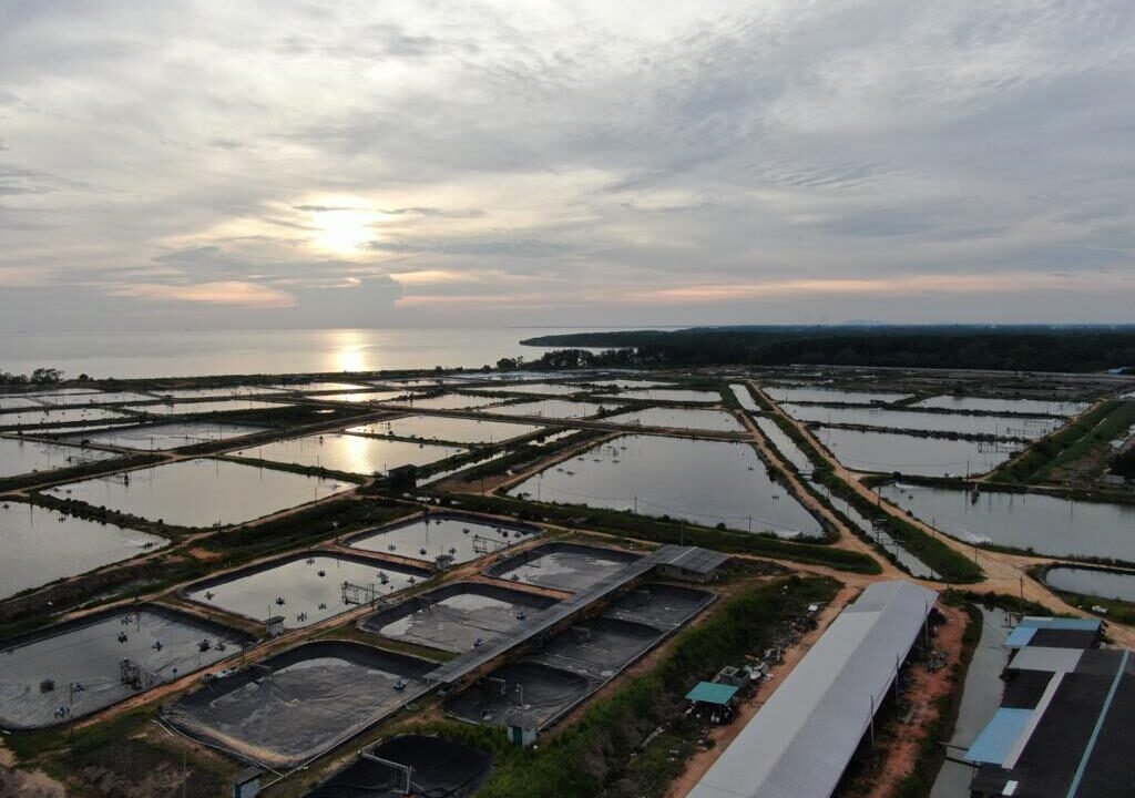 Batu Pahat prawn farm 187 acres aerial view 2