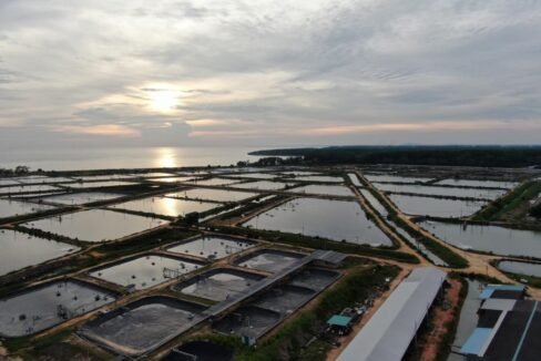 Batu Pahat prawn farm 187 acres aerial view 2