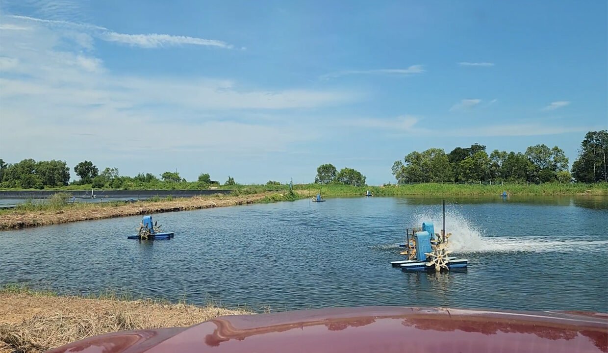 Batu Pahat prawn farm3