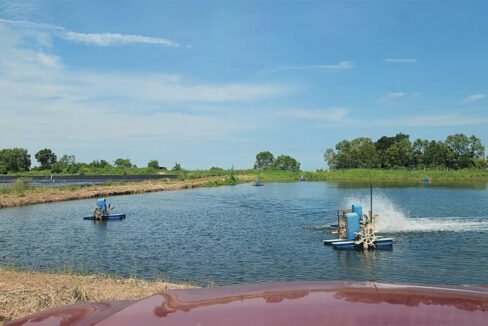 Batu Pahat prawn farm3